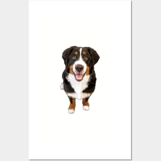 Bernese Mountain Dog Cuteness Overload! Posters and Art